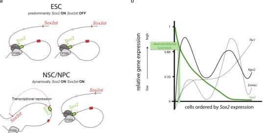 Figure 5.  Proposed model of transcriptional interference to modulate Sox2 levels during neural development