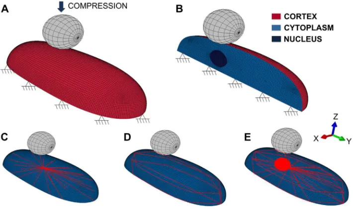 Fig. 1. FE model of a single cell, boundary conditions and displacement applied with the bead on 