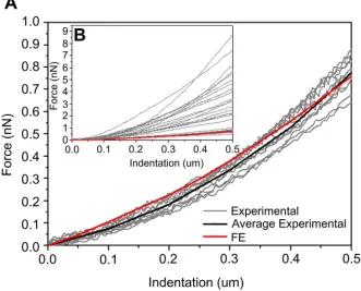 Fig. 2. Validation of the model comparing numerical and AFM force-indentation curves of 