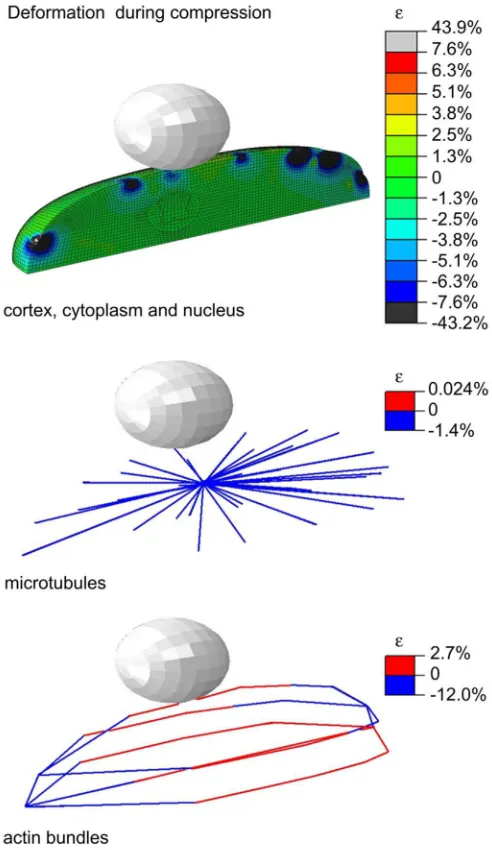 Fig. 4. Distribution of strain (major principal strains) in the cortex, cytoplasm and nucleus during 