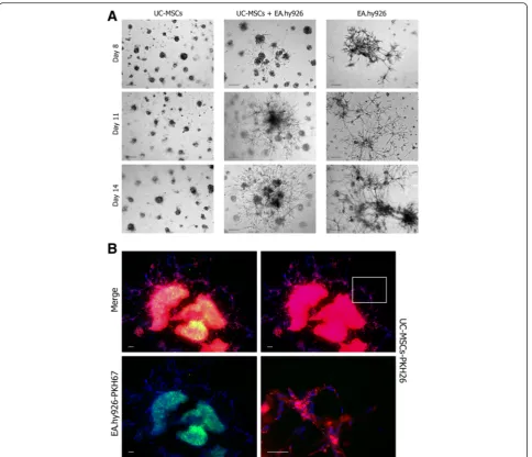 Fig. 4 Secondary sprouting in Matrigel.centers of the clusters. Scale bar 100 a Clusters formed in Matrigel by the EA.hy926 cells and UC-MSC-EA.hy926 cell mix, but not by UC-MSCsalone, became centers of secondary sprouting