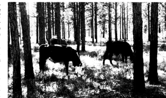 Table 1. Body weight changes of steers and forage utilization under various stock- ing intensities of wiregra,ss-pine) ranges.1 