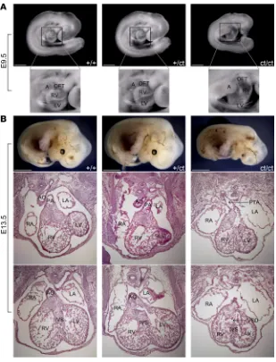 Figure 2. Hnrnpa1ct/ct mutant mice display severe congenital cardiac malformations at E9.5 and 