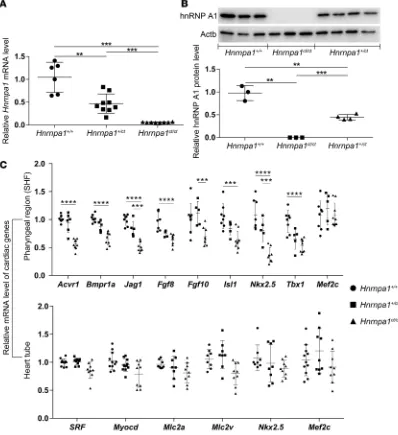 Figure 4. Expression of Hnrnpa1Mlc2v***8, 6, and 9 for  and relative cardiac genes in Hnrnpa1ct/ct mutant embryos at E9.5