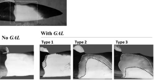 Figure 2. Measurement points on the flipper. 