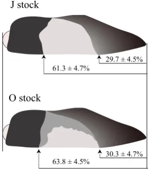 Figure 5. The relationships between stock and the pattern of the boundary in white patch (GAL)