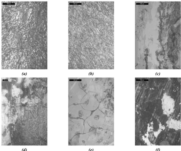 Figure   5  –  Light   microscope   images   of  typical   surface   morphology  in   (a-b)  the   anterolateral   and  posteromedial
