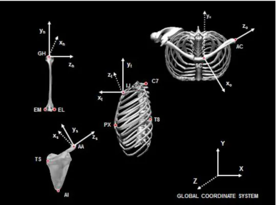 Figure 4 - Coordinate systems of the thorax, scapula, clavicle, and humerus. 