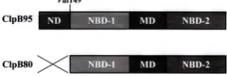 Figure 1. Domain organization of the ClpB95 and ClpB80 monomers. The dia-gram shows structural domains of the two ClpB isoforms: N-terminal domain (ND), nucleotide-binding domain 1 (NBD-1), mid- dle coiled-coil domain (MD) and nucleo-tide-binding domain 2 