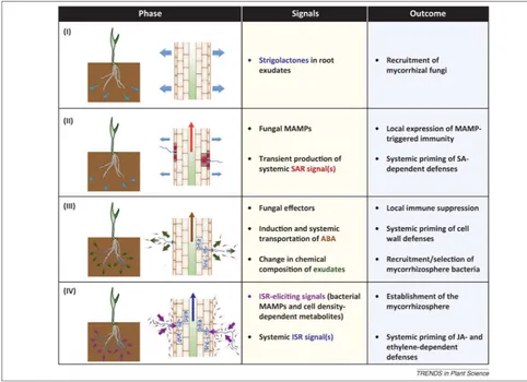 Figure 1. Spatiotemporal model of mycorrhiza-induced resistance (MIR).Phase I: Root exudation of strigolactones (blue arrows) induces hyphal branching in