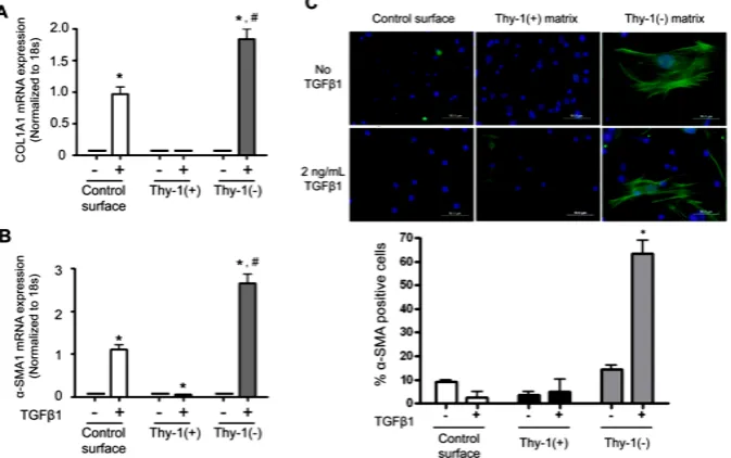 Figure 5. The extracellular matrix (ECM) derived from Thy-1(ment, cells were harvested and analyzed for ((FN-EDA) mRNA expression by real time RT-PCR