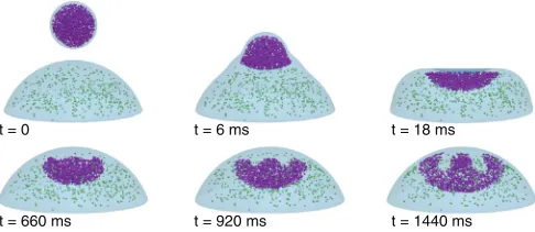 FIG. 6. (Color online) Numerical simulation showing vortex ring