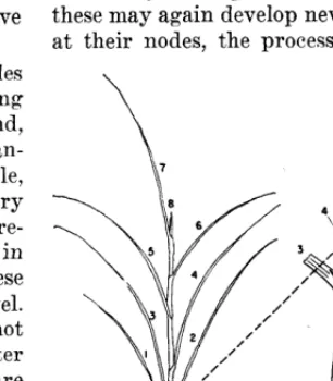 FIGURE 2. Development 
