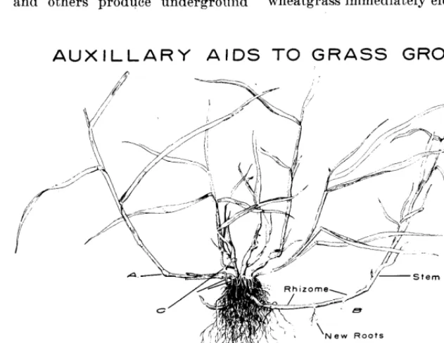 FIGURE 5. Seedstalks of Indiangrass and switchgrass with leaves and sheaths removed showing position of basal nodes