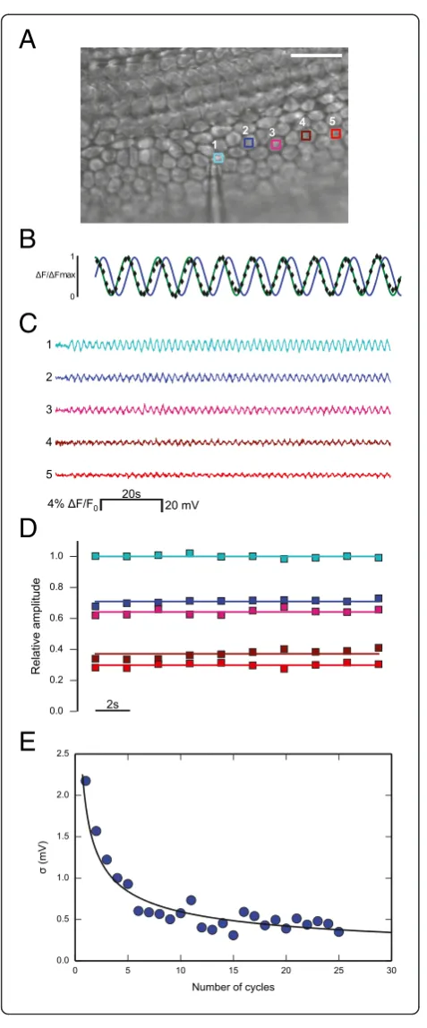 Figure 2 Illustrating phasedeviationthe numbera least square fit to the data with the functiondiamonds: normalized optical signals from a specific cell networklocation; green trace: unit amplitude carrier wave delivered to cell 1;blue trace: its phasesigna