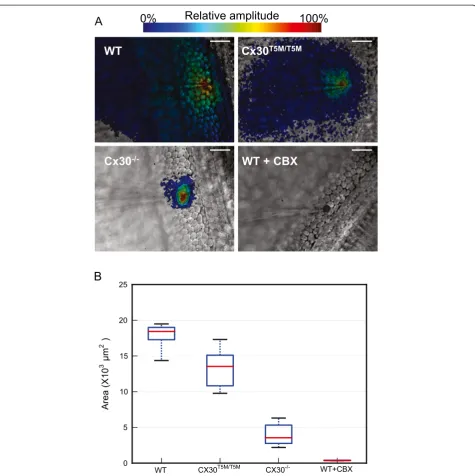 Figure 3 Direct readout of network connectivity by large–scale optical recordings of Vf2.1.Cl fluorescence responses to a 0.5 Hz 35 mVcarrier wave