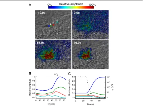 Figure 5 Effect of cell uncoupling by CO2. (A) Four selected frames from the same image sequence showing the progressive reduction of thenumber of cells coupled to the stimulated cell before and during exposure to 100% CO2; the top left image was captured 