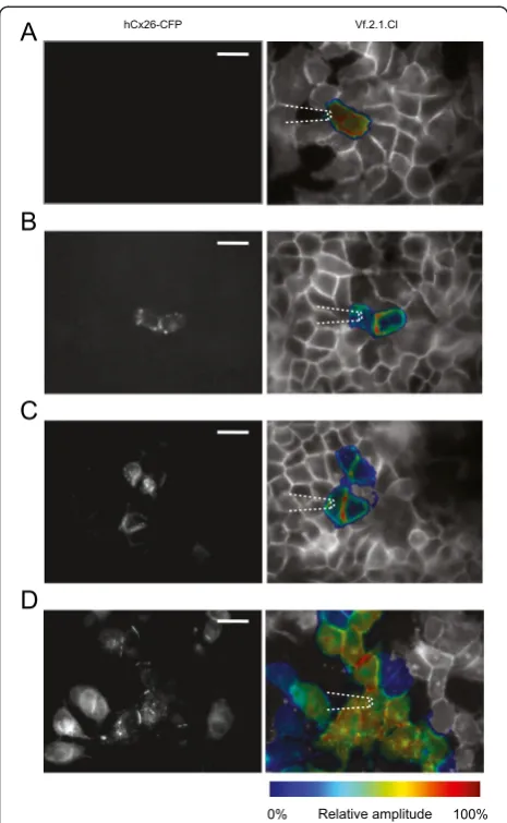 Figure 6 Optical readout of network connectivity in HeLa cellsloaded with Vf2.1.Cl. (A) HeLa parental cells