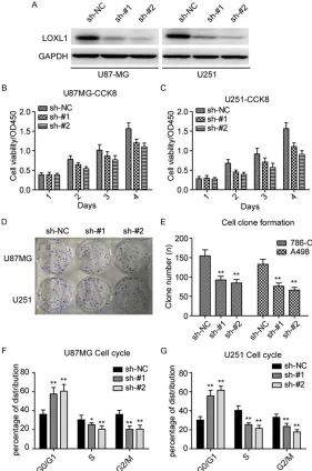 Figure 2. Knockdown LOXL1 inhibits GLIOMA cell proliferation and growth. (A) Expression of LOXL1 is significantly down-regulated in indicated cell lines after stably silencing LOXL1.Silencing LOXL1 inhibits U87MG (A) and U251 (B) cell viability