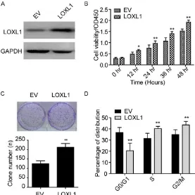 Figure 3. Ectopic expression of LOXL1 promotes NHA cell proliferation and growth. A: Expression of LOXL1 is significantly elevated in NHA cell when ec-topic expressed LOXL1 in NHA cell lines