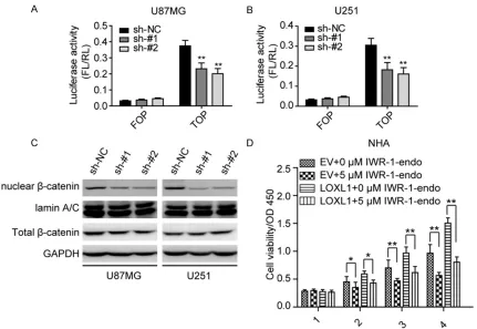 Figure 4. LOXL1 regulates Wnt/β-catenin signaling in glioma cell lines. (A, B) Dual luciferase reporter assays re-vealed that depletion of LOXL1 significantly inhibits Wnt/β-catenin signaling in U87MG (A) and U251 (B) cells