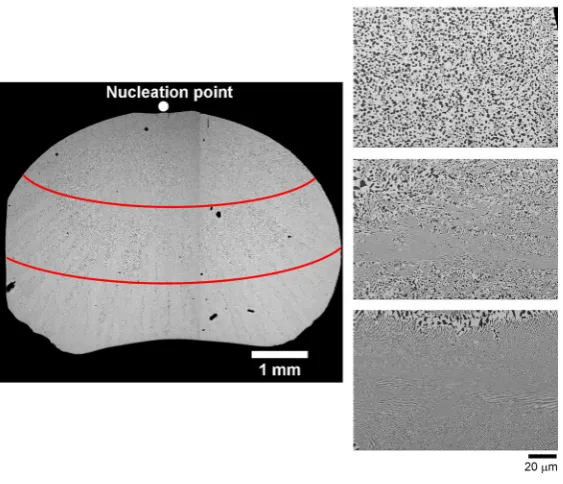 Fig. 3:  Micrograph showing the variation of microstructure across an Ag-Cu alloy 