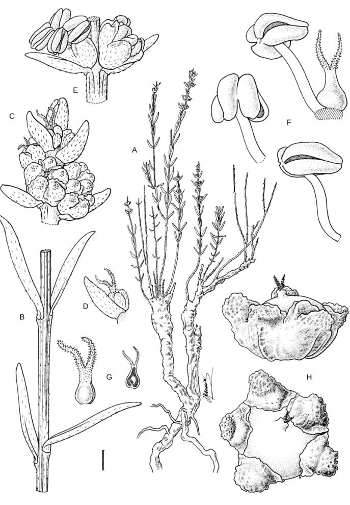 FIGURE 1.—Chenolea convallis, Snijman &amp; le Roux 2368 (NBG). A, part of plant showing resprouting habit; B, detail of striate stem showing  subopposite leaves; C, part of infl orescence showing protogynous fl owers: female phase; D, solitary fl ower at 
