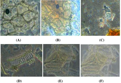 Fig 6 Alpinia officinarum: (A) Parenchymatous cells, (B) Epidermal cells, (C) Fragments 