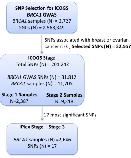 Figure 1. Study design for selection of the SNPs and genotyping of BRCA1analysed for associations with breast and ovarian cancer risk and 32,557 SNPs were selected for inclusion on the iCOGS array