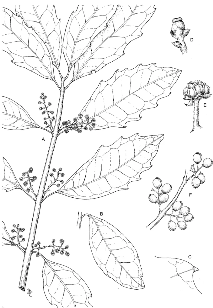 FIGURE 4.—Xymalos monospora, A, C &amp; E, Mohle 389 (PRE); B, Van der Schijff 5630 (PRE); D, Compton s.n