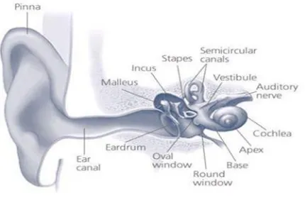 Fig. 2 Inner ear (Source: NIH Medical Arts) 