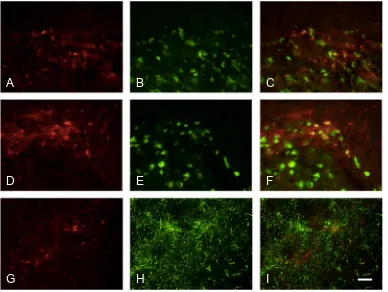 Fig. 8. Dual labeling of pERK with NeuN and GFAP. Dual labeling of pERK (red) with (A–C) NeuN or (D–I) GFAP (both green); co-localizationappears yellow