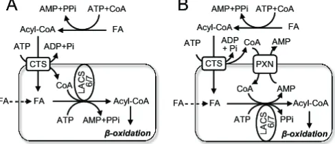 Fig. 3.Recombinant CTS has fatty acyl-CoA thioesterase activityMembranes were isolated from sf9 cells expressing wild-type and mutant forms of CTS