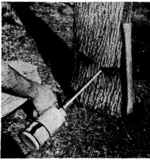FIGURE 2. Blue after Five cuts were made in the lo-inch stem, oak tree three years being treated with 2,4-D amine