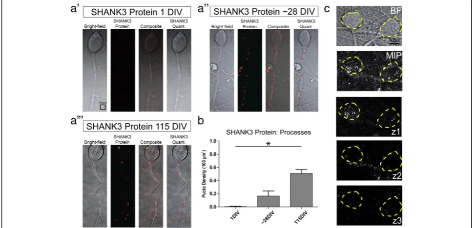 Fig. 3 SHANK3 protein expression increases with developmental age. a SHANK3 protein identified through immunofluorescence labelling