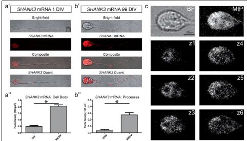 Fig. 4 SHANK3Bar graph representsSHANK3to bottom; bright-field (BF) image of representative hiPSC-derived neuron, mRNA puncta analysis in control hiPSC neurons over developmental time line