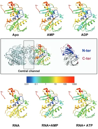 Figure 7. Mapping of HDX data on thestructure. The central box shows on the left, the orientation of all the monomers of the ﬁgure within the hexamer, and on the right, the samemeasured HDX rates (53) for f8 P4 structure