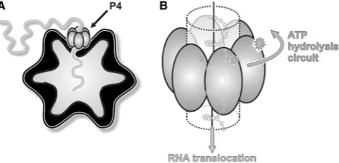 Figure 1. The cystovirus P4 protein, a molecular packaging motor. (model of the mechanism of RNA translocation by P4