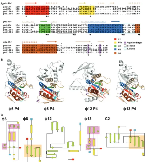 Figure 3. Structural conservation between P4 proteins. (green (strands) and yellow (helices)