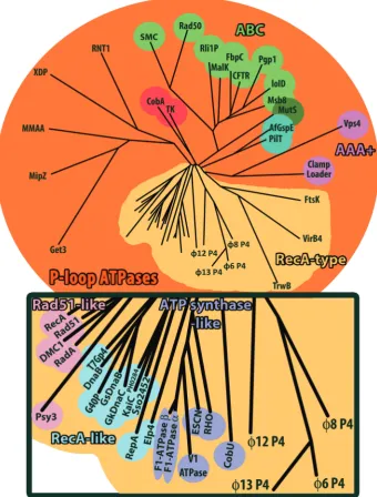 Figure 4. Structure-based phylogenetic tree of ATPase enzymes. The matrix of evolutionary distances was calculated with SHP (56)