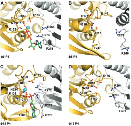 Figure 5. Cartoon representation of the nucleotide binding sites ofare coloured in yellow and grey