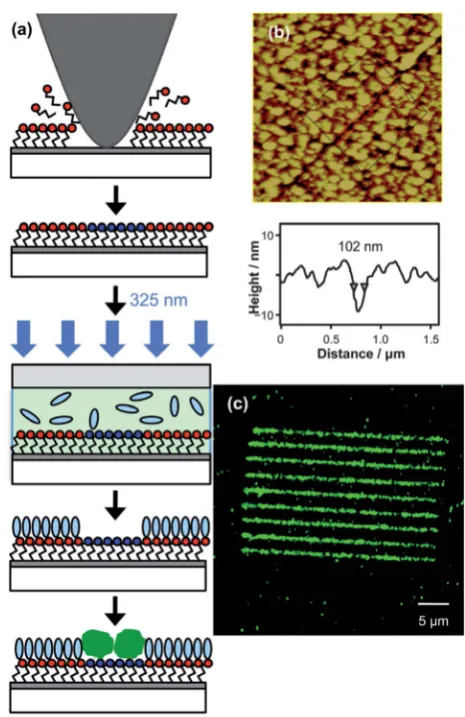 Fig. 3 shows AFM topographical images of nanostructures