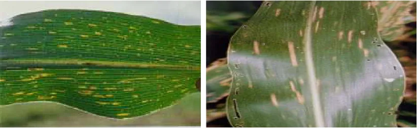 Figure 1. Immature Gray leaf spot lesions on maize leaf appear as small tan spots, often with chlorotic borders