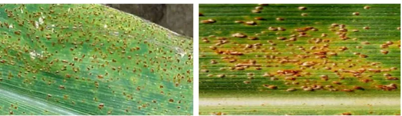 Figure 3. Early lesions begin as flecks on leaves that develop into small tan spots. 