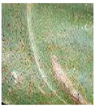 Figure 12. Common Rust (Puccinia sorghi). 