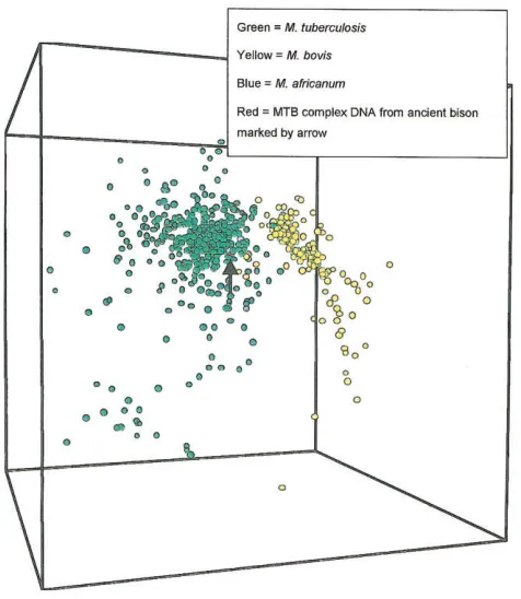 Figure 2.Pseudo–3-dimensional representation of principle-compo-nents analysis of 634 Mycobacterium bovis, Mycobacterium tuberculosis,and Mycobacterium africanum spoligotype patterns from a combined da-tabase of modern patterns collated by the National Ins