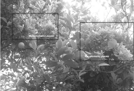 Figure 1. WBDL-infected acid lime trees showing symptomat- ic (within rectangles) and asymptomatic leaves