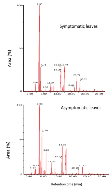 Figure 2. Chromatograms of symptomatic and asymptomatic leaves of Omani lime infected with WBDL