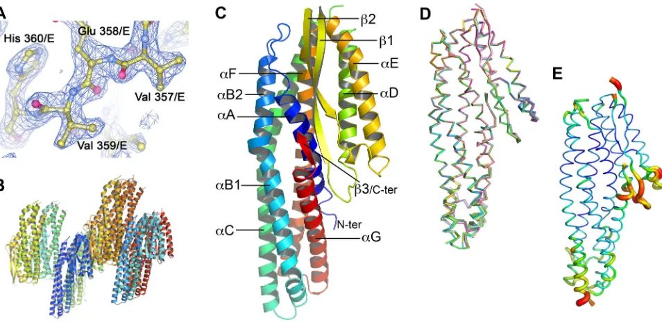 Figure 2.  (yellow) and NheA (burgundy).Comparisons of NheA with Hbl-B and the soluble form of ClyA
