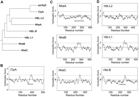 Figure 3.  HlyE (avHlyE), and the Hbl and Nhe components. (NheC sequences. (Sequence analyses of members of the Nhe, Hbl and ClyA superfamily